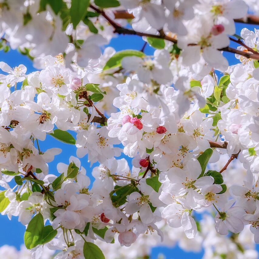 blossom-4138763_1280